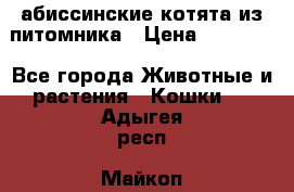 абиссинские котята из питомника › Цена ­ 15 000 - Все города Животные и растения » Кошки   . Адыгея респ.,Майкоп г.